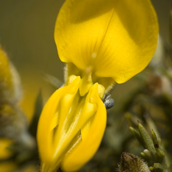 Gorse Floral de Bach 10 ml