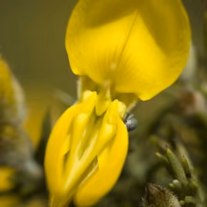Gorse Floral de Bach 20 ml