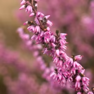 Heather Floral de Bach 10 ml