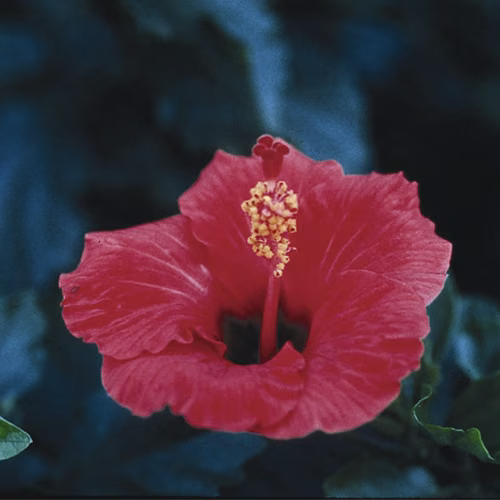 Hibiscus Floral da Califórnia 30 ml