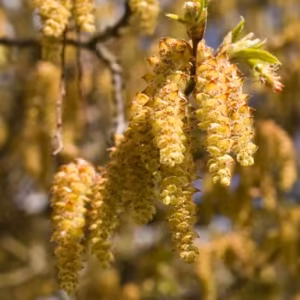 Hornbeam Floral de Bach 10 ml