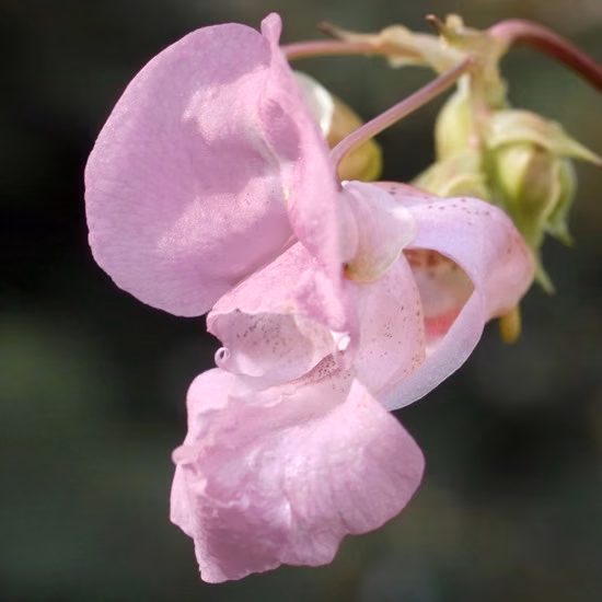 Impatiens Florais de Bach 20 ml