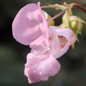 Impatiens Floral de Bach 10 ml