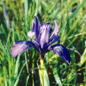Iris Floral da Califórnia