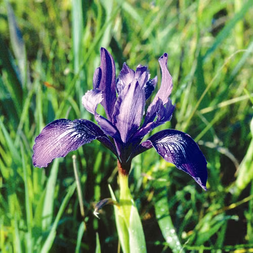 Iris Floral da Califórnia