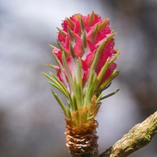 Larch Floral de Bach 20 ml
