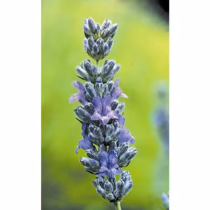 Lavender Floral da Califórnia 30 ml