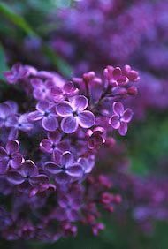 Lilac Floral do Alaska