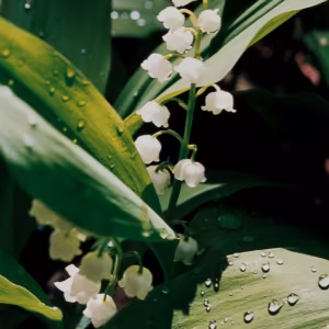 Lily of the Valley Floral do Pacífico