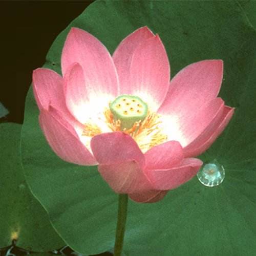 Lotus Floral da Califórnia 30 ml