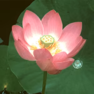 Lotus Floral da Califórnia