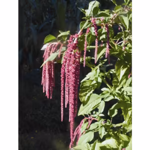 Love Lies Bleeding Floral da Califórnia 30 ml