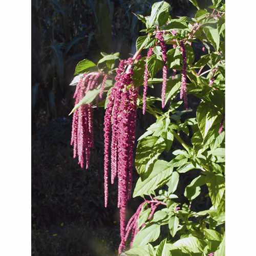 Love Lies Bleeding Floral da Califórnia 30 ml