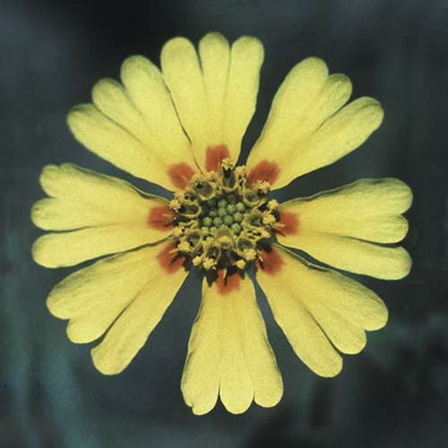 Madia Floral da Califórnia