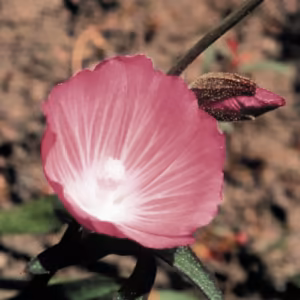 Mallow Floral da Califórnia 30 ml