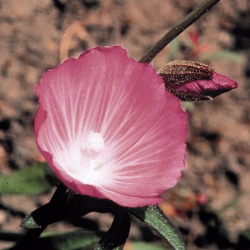 Mallow Floral da Califórnia 30 ml