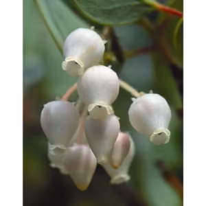 Manzanita Floral da Califórnia 30 ml