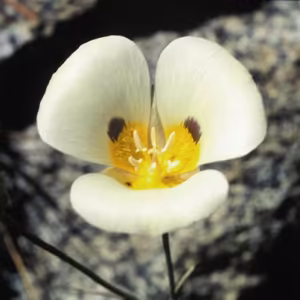 Mariposa Lily Floral da Califórnia