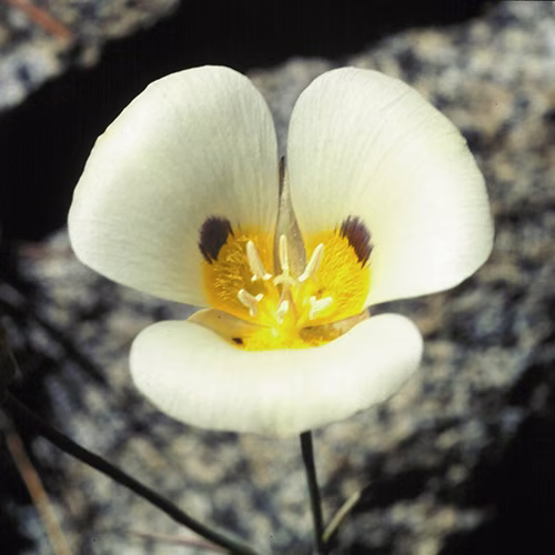 Mariposa Lily Floral da Califórnia