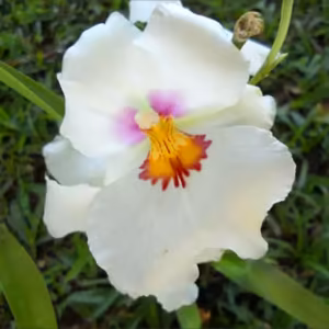 Miltoniopsis Floral de Gaia 10 ml