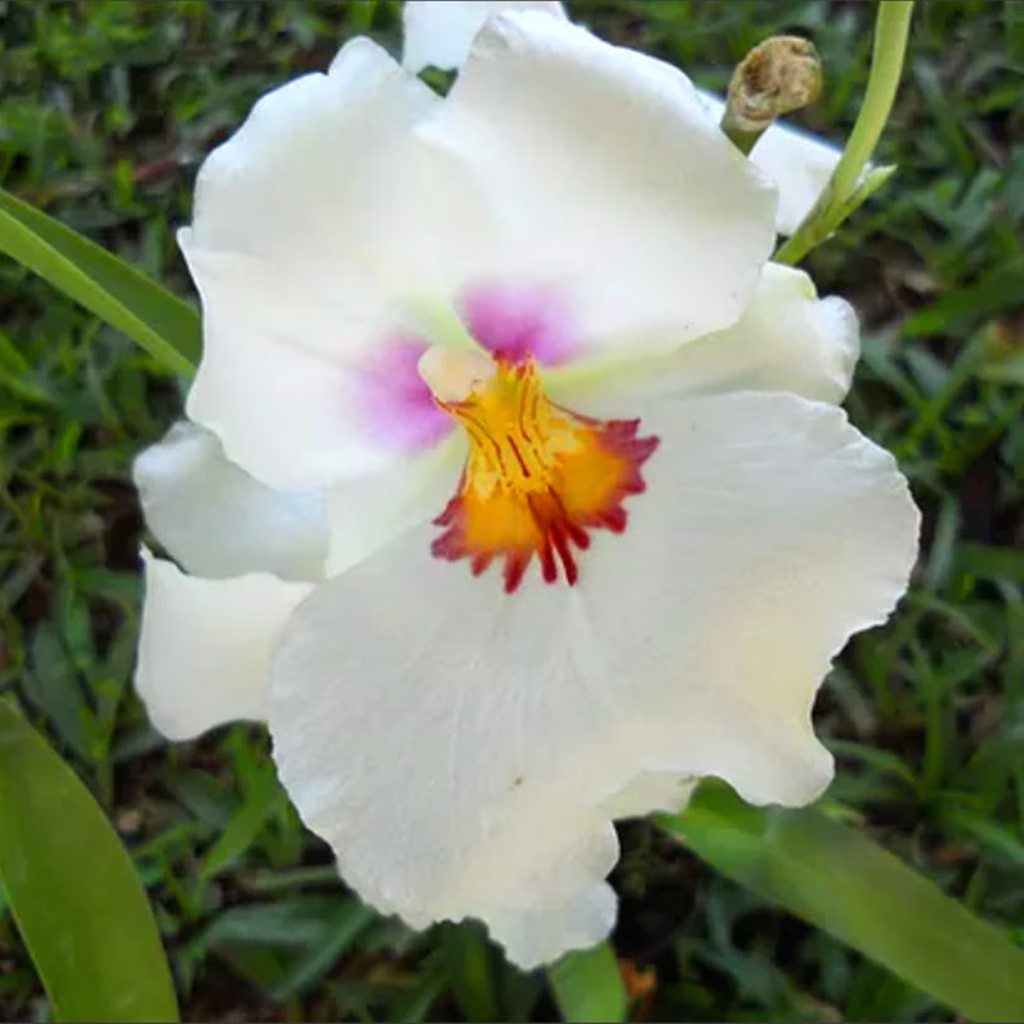 Miltoniopsis Validade Próxima
