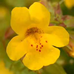 Mimulus Floral de Bach 10 ml