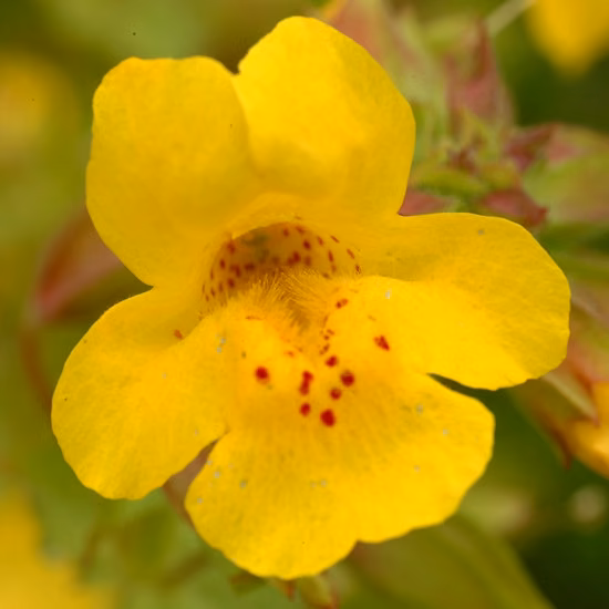 Mimulus Floral de Bach 20 ml