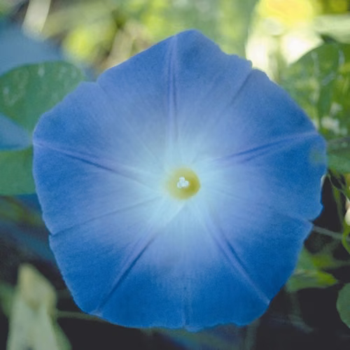 Morning Glory Floral da Califórnia
