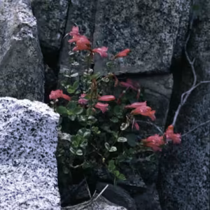 Mountain Pride Floral da Califórnia