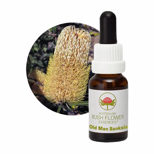 Old Man Banksia Floral do Bush Australiano 15 ml