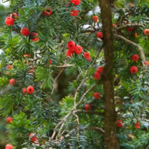 Pacific Yew Floral do Pacífico