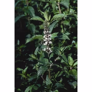 Peppermint Floral da Califórnia 30 ml
