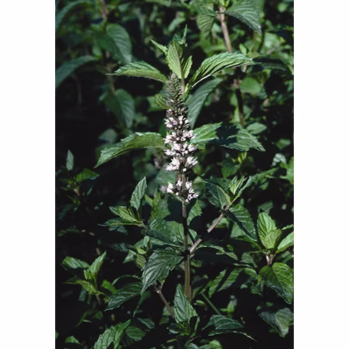 Peppermint Floral da Califórnia 30 ml