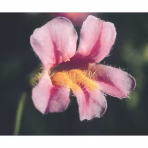 Pink Monkeyflower Floral da Califórnia 30 ml