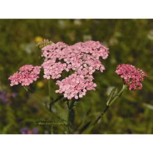 Pink Yarrow Floral da Califórnia 30 ml