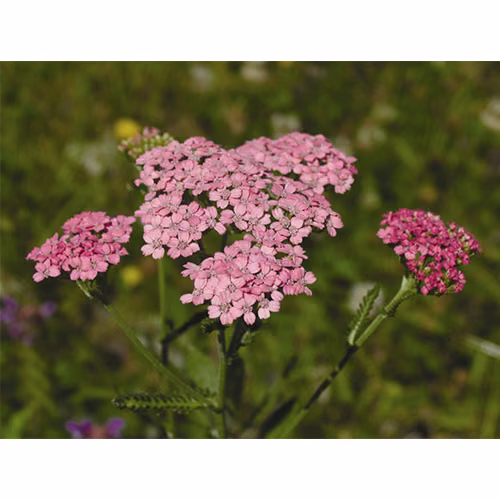 Pink Yarrow Floral da Califórnia