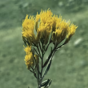 Rabbitbrush Floral da Califórnia 30 ml