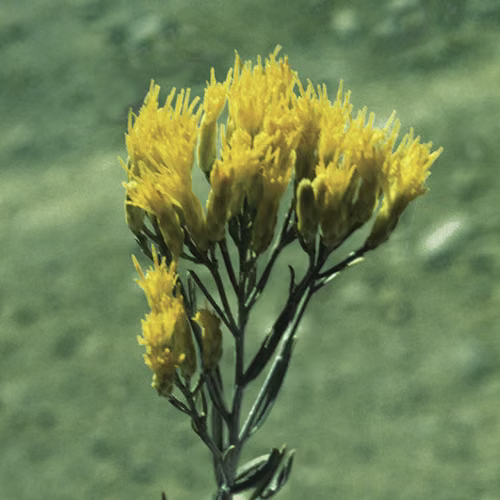 Rabbitbrush Floral da Califórnia