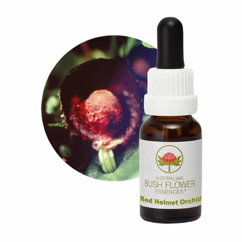 Red Helmet Orchid Floral do Bush Australiano 15 ml