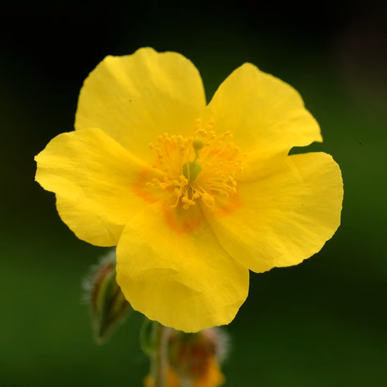 Rock Rose Floral de Bach 20 ml