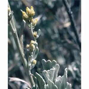 Sagebrush Floral da Califórnia 30 ml