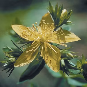 Saint John's Wort Floral da Califórnia