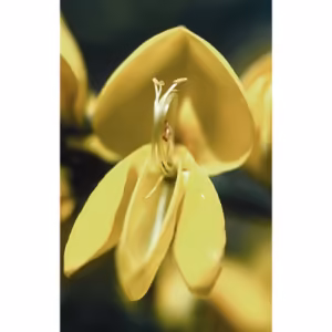Scotch Broom Floral da Califórnia 30 ml