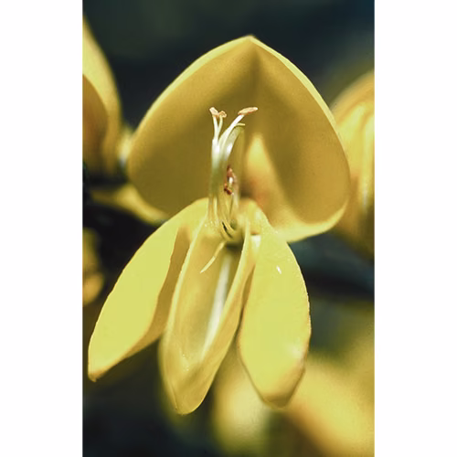 Scotch Broom Floral da Califórnia 30 ml