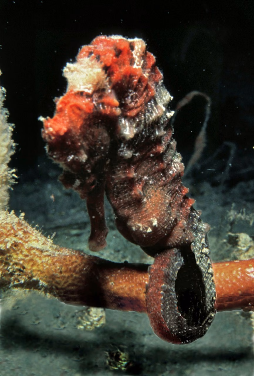 Sea Horse Essência Marinha do Pacífico