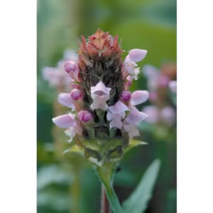 Self Heal Floral da Califórnia 30 ml