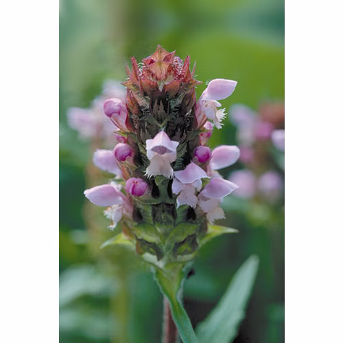 Self Heal Floral da Califórnia 30 ml