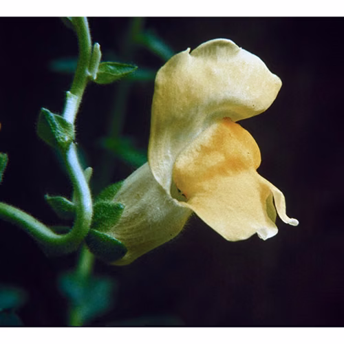 Snapdragon Floral da Califórnia