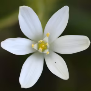Star of Bethlehem Floral de Bach 10ml