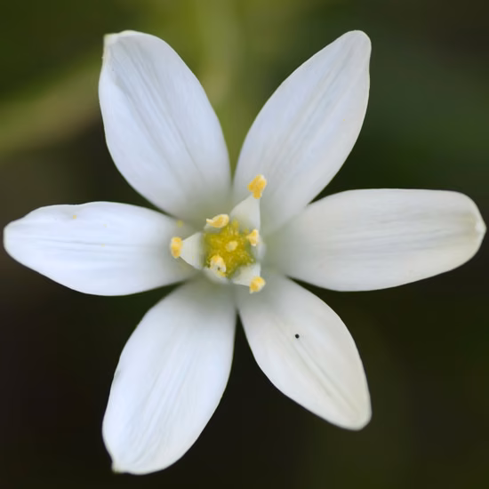 Star of Bethlehem Floral de Bach 10ml